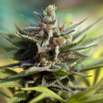 Apple Fritter (Zamnesia Seeds) Feminiserade