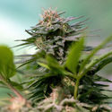 Apple Fritter (Zamnesia Seeds) Feminiserade