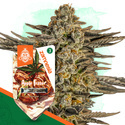 Apple Fritter (Zamnesia Seeds) Feminiserade