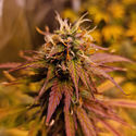 Apple Fritter Autoflower (Zamnesia Seeds) Feminiserade