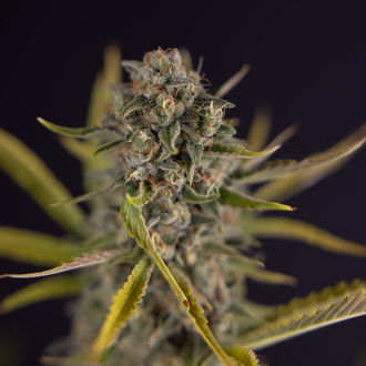 Apple Fritter Autoflower (Zamnesia Seeds) Feminiserade
