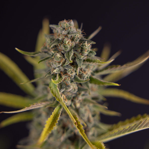Apple Fritter Autoflower (Zamnesia Seeds) Feminiserade