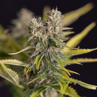 Apple Fritter Autoflower (Zamnesia Seeds) Feminiserade