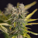Apple Fritter Autoflower (Zamnesia Seeds) Feminiserade