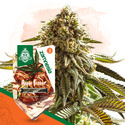 Apple Fritter Autoflower (Zamnesia Seeds) Feminiserade