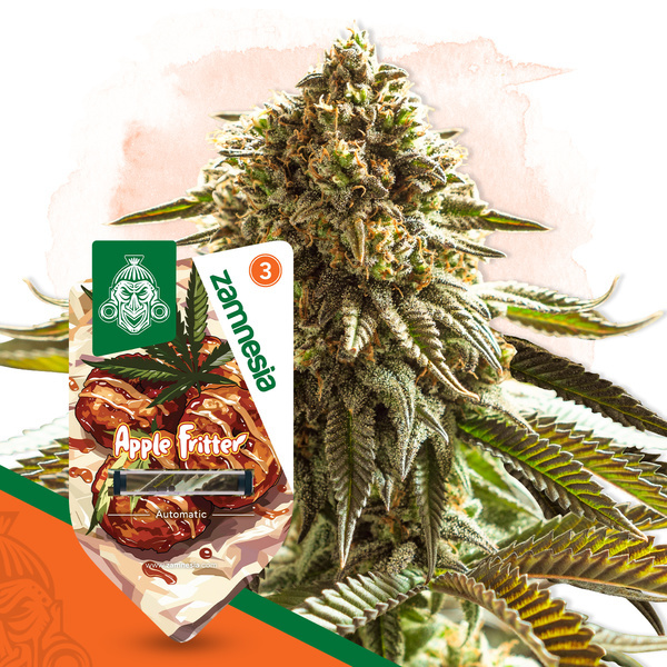 Apple Fritter Autoflower (Zamnesia Seeds) Feminiserade