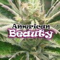 American Beauty (Dr Underground) Feminiserade