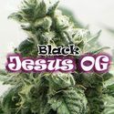 Black Jesus OG (Dr Underground) Feminiserade