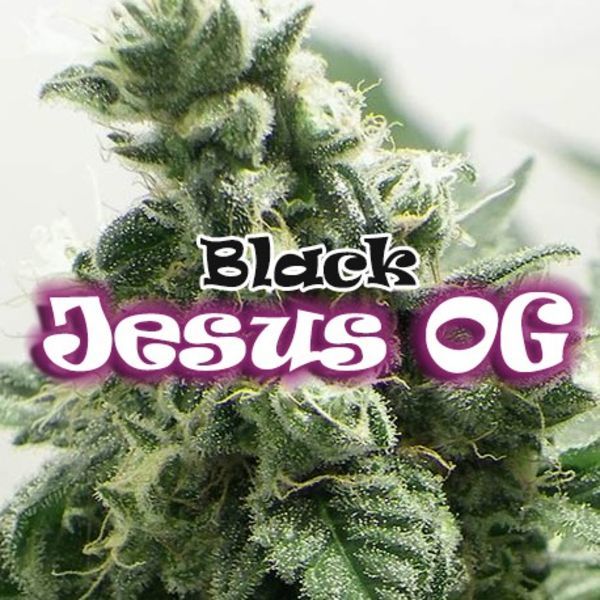 Black Jesus OG (Dr Underground) Feminiserade
