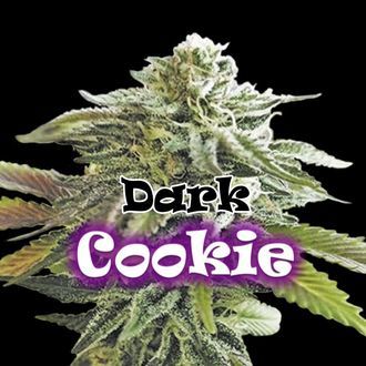 Dark Cookie (Dr. Underground) Feminiserade