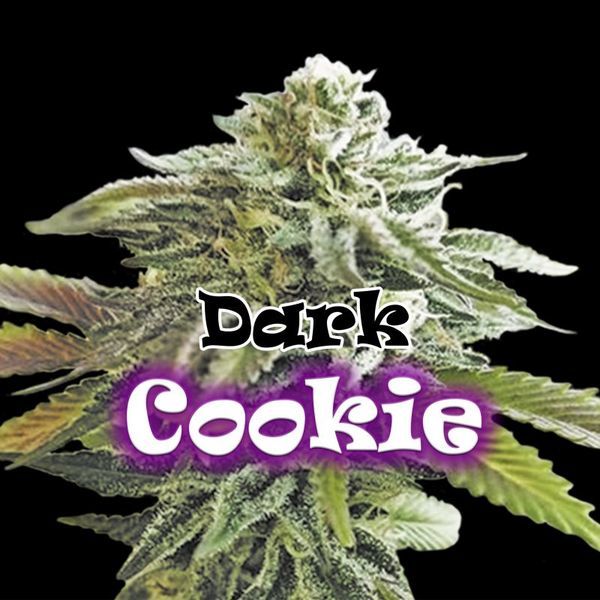 Dark Cookie (Dr. Underground) Feminiserade