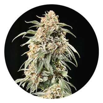 Auto Tao Mix 2 (Top Tao Seeds) regulj&auml;r