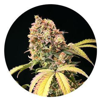 Auto Tao Mix 1 (Top Tao Seeds) regulj&auml;r