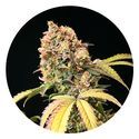 Auto Tao Mix 1 (Top Tao Seeds) reguljär