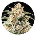 Semi Auto Mix (Top Tao Seeds) reguljär