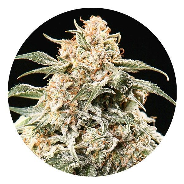 Semi Auto Mix (Top Tao Seeds) reguljär