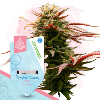 Frosted Cereal (Zamnesia Seeds) feminiserade cannabisfr&ouml;n