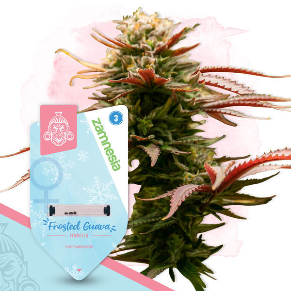 Frosted Guava (Zamnesia Seeds) Feminiserade