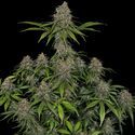Frosted Guava (Zamnesia Seeds) Feminiserade