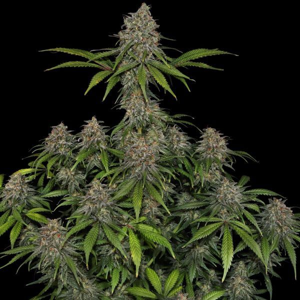 Frosted Guava (Zamnesia Seeds) Feminiserade