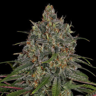 Frosted Guava (Zamnesia Seeds) Feminiserade