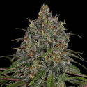 Frosted Guava (Zamnesia Seeds) Feminiserade
