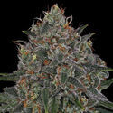 Frosted Guava (Zamnesia Seeds) Feminiserade
