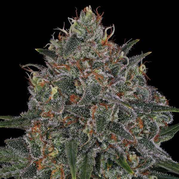 Frosted Guava (Zamnesia Seeds) Feminiserade