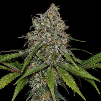 Frosted Guava (Zamnesia Seeds) Feminiserade