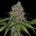 Frosted Guava (Zamnesia Seeds) Feminiserade