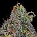 Frosted Guava (Zamnesia Seeds) Feminiserade