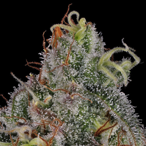 Frosted Guava (Zamnesia Seeds) Feminiserade