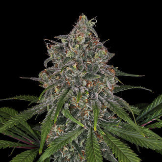 Frosted Guava (Zamnesia Seeds) Feminiserade