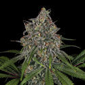 Frosted Guava (Zamnesia Seeds) Feminiserade