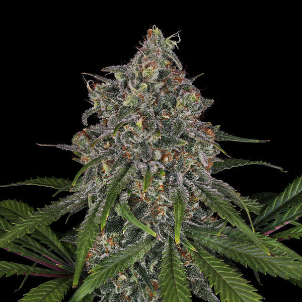 Frosted Guava (Zamnesia Seeds) Feminiserade