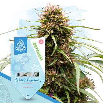 Frosted Cereal Automatic (Zamnesia Seeds) feminiserade