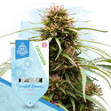 Frosted Guava Autoflower (Zamnesia Seeds) Feminiserade