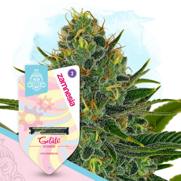 Gelato Autoflower (Zamnesia Seeds) Feminiserade
