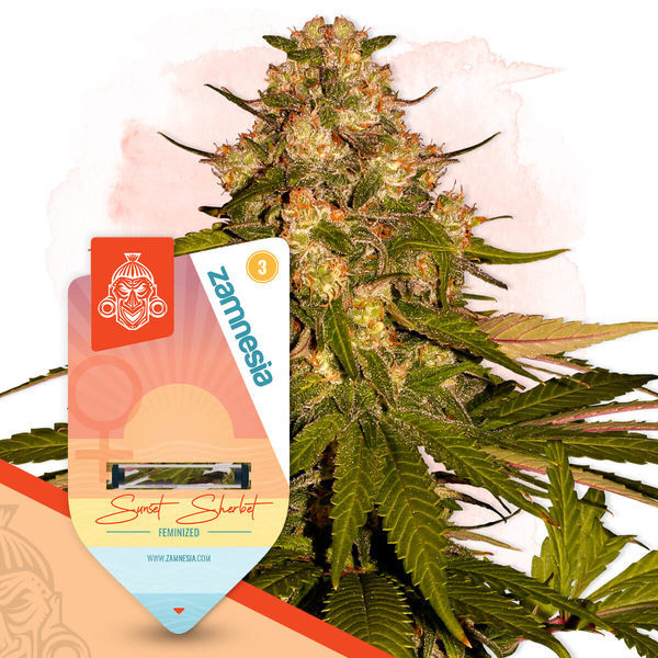Sunset Sherbet (Zamnesia Seeds) Feminiserade