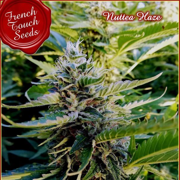 Nuttea Haze (French Touch Seeds) Feminiserade