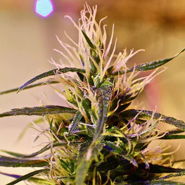 Beldia (French Touch Seeds) Reguljär