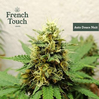 Auto Douce Nuit (French Touch Seeds) Feminiserade