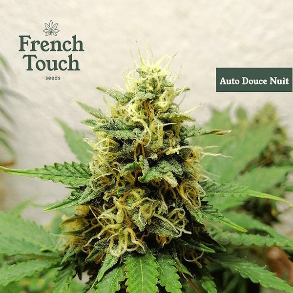 Auto Douce Nuit (French Touch Seeds) Feminiserade