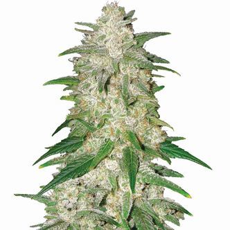 Gelato Auto (Nirvana) feminiserade