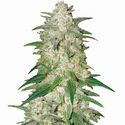 Gelato Auto (Nirvana) Feminiserade