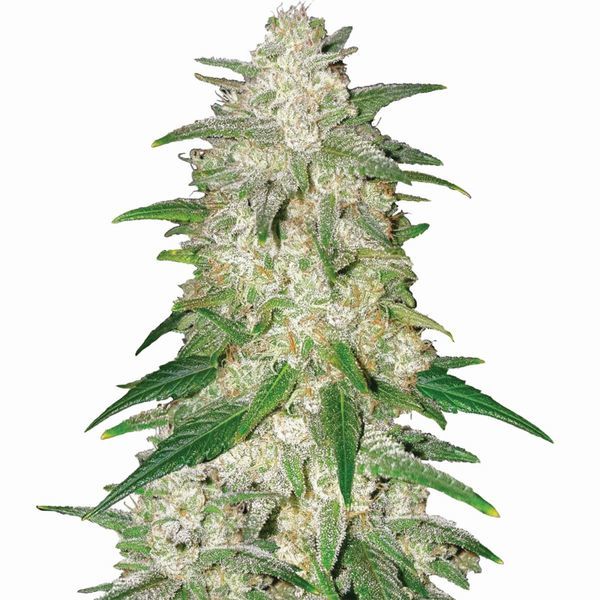 Gelato Auto (Nirvana) Feminiserade