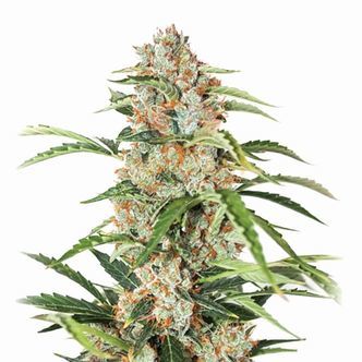Orange Bud Auto (Nirvana) feminiserade