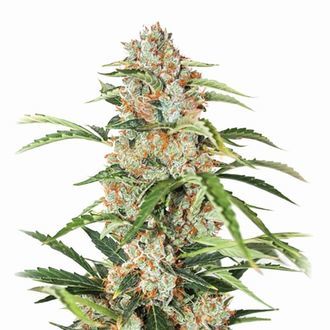 Orange Bud Auto (Nirvana) Feminiserade