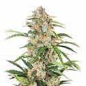 Orange Bud Auto (Nirvana) Feminiserade