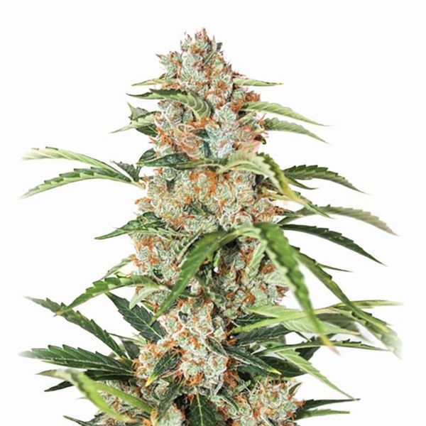 Orange Bud Auto (Nirvana) Feminiserade